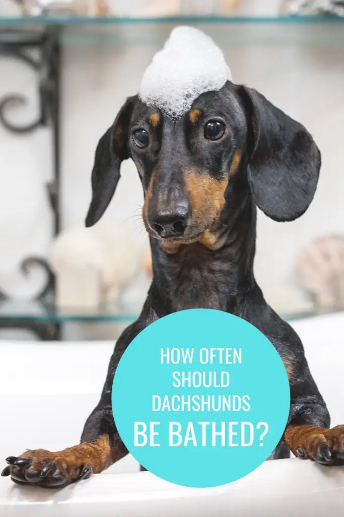 How Often Should Dachshunds Be Bathed?