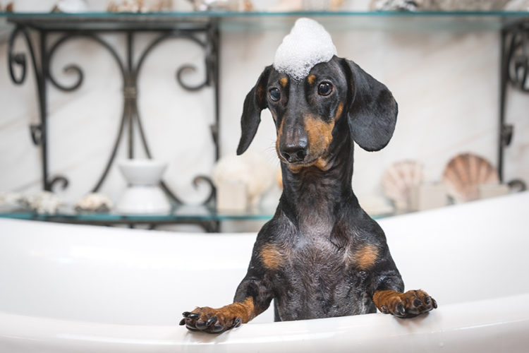 How Often Should Dachshunds Be Bathed?