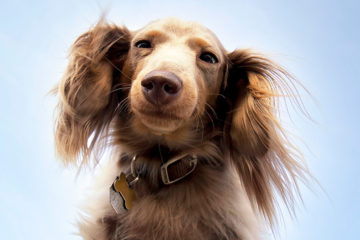 How To Identify A Pure Breed Dachshund?