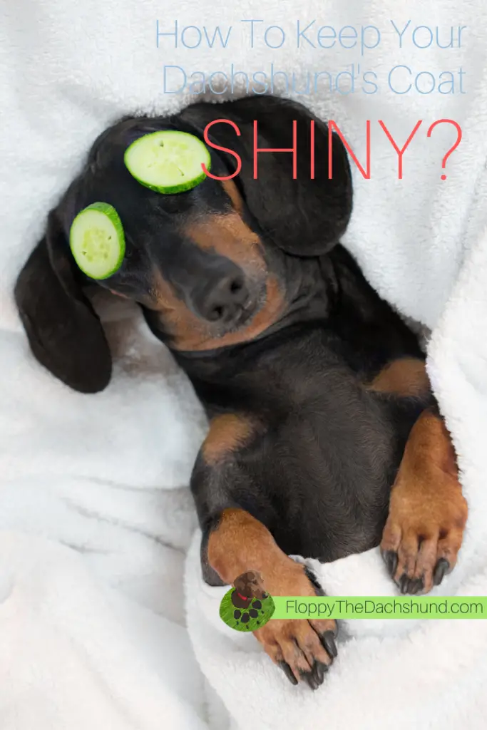 How To Keep Your Dachshund's Coat Shiny?