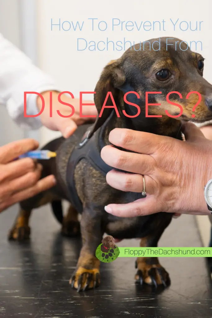 How To Prevent Your Dachshund From Diseases?
