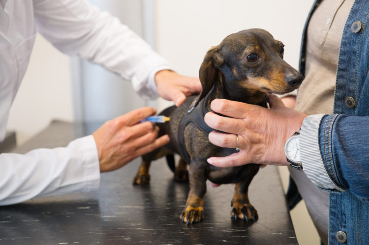 How To Prevent Your Dachshund From Diseases?