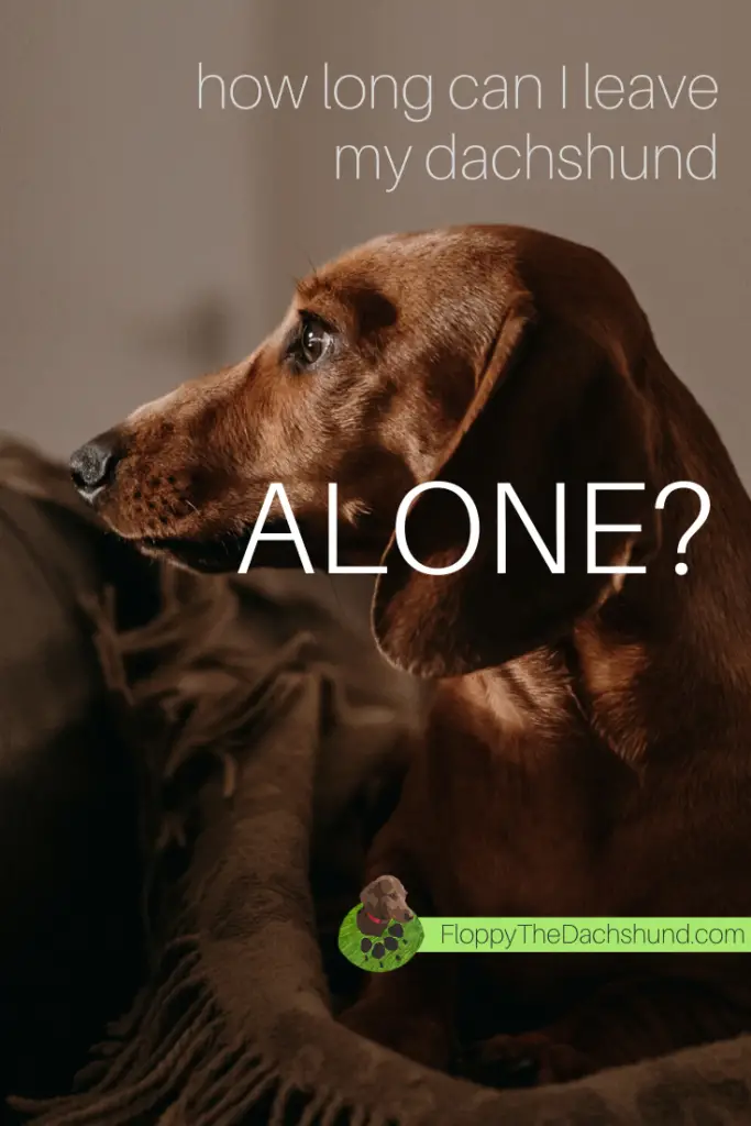 How long Can I Leave My Dachshund alone?