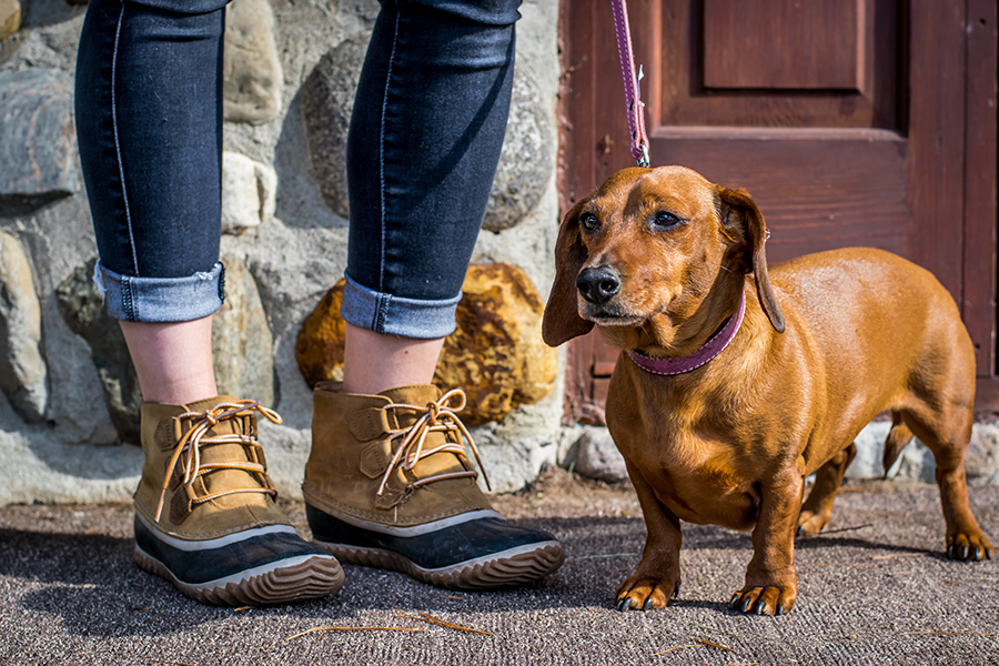 Dachshund Need To Relieve​