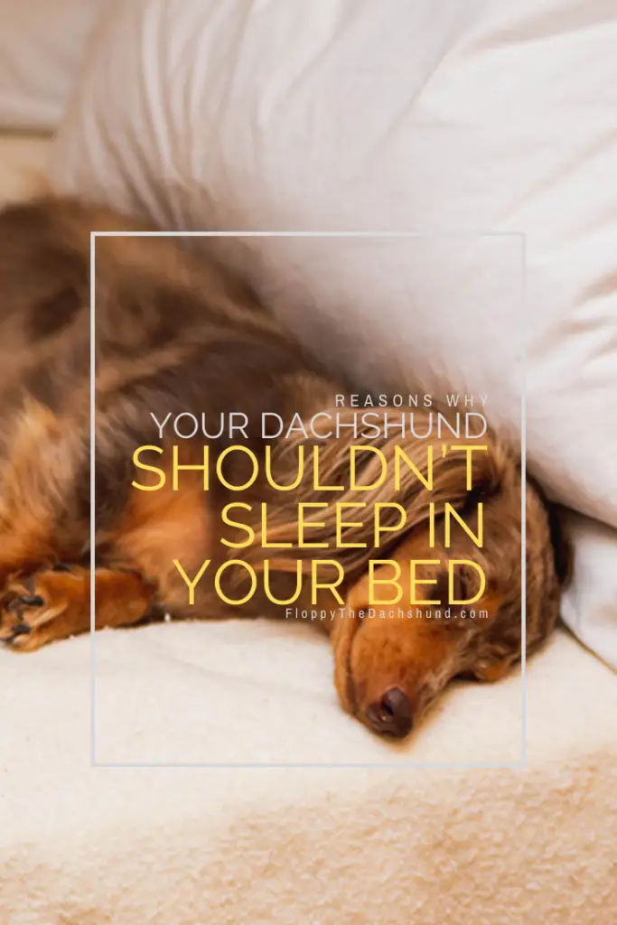 Reasons Why Your Pet Shouldn’t Sleep in Your Bed