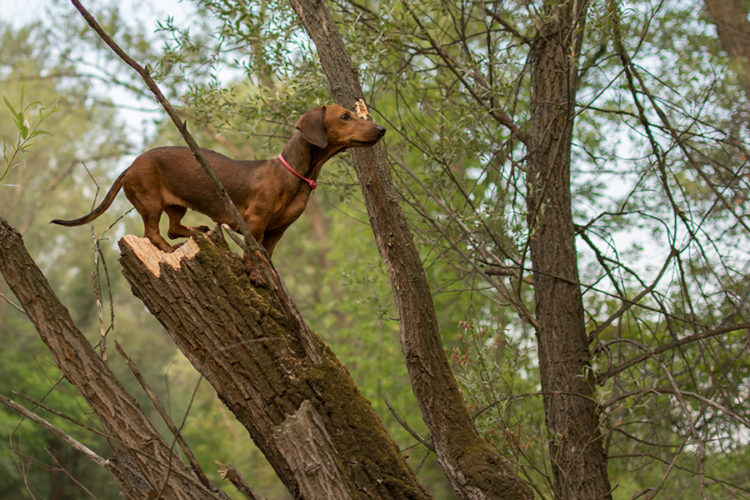 The List of Things Dogs Hates the Most?