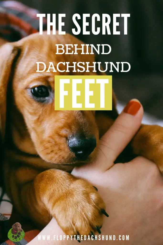 The Secret Behind Dachshund Feet