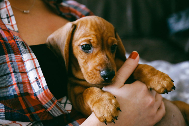 Why do dachshunds feet turn out