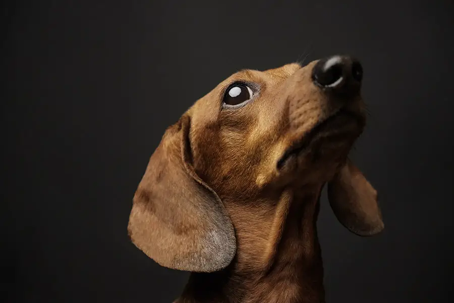 Can Dachshund See In The Dark? - Floppy The Dachshund