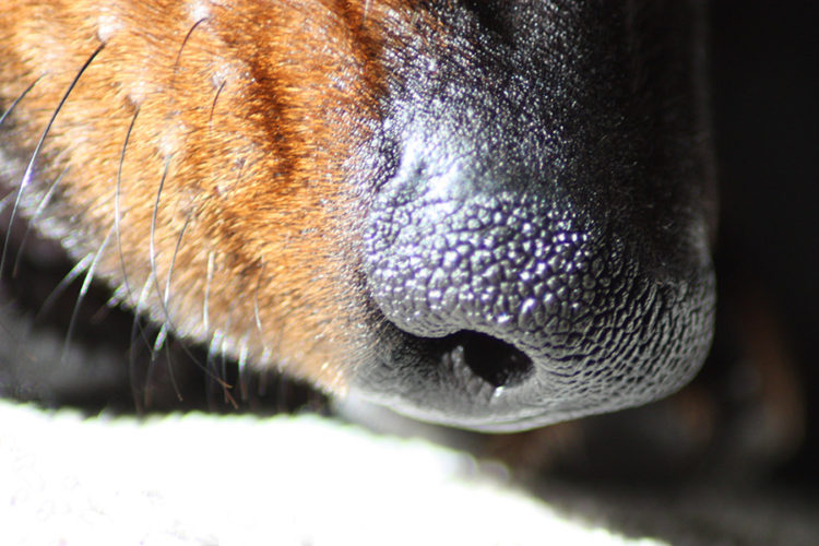 What Smell Do Dachshund Hate The Most?