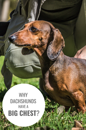 are bones safe for dachshund puppies