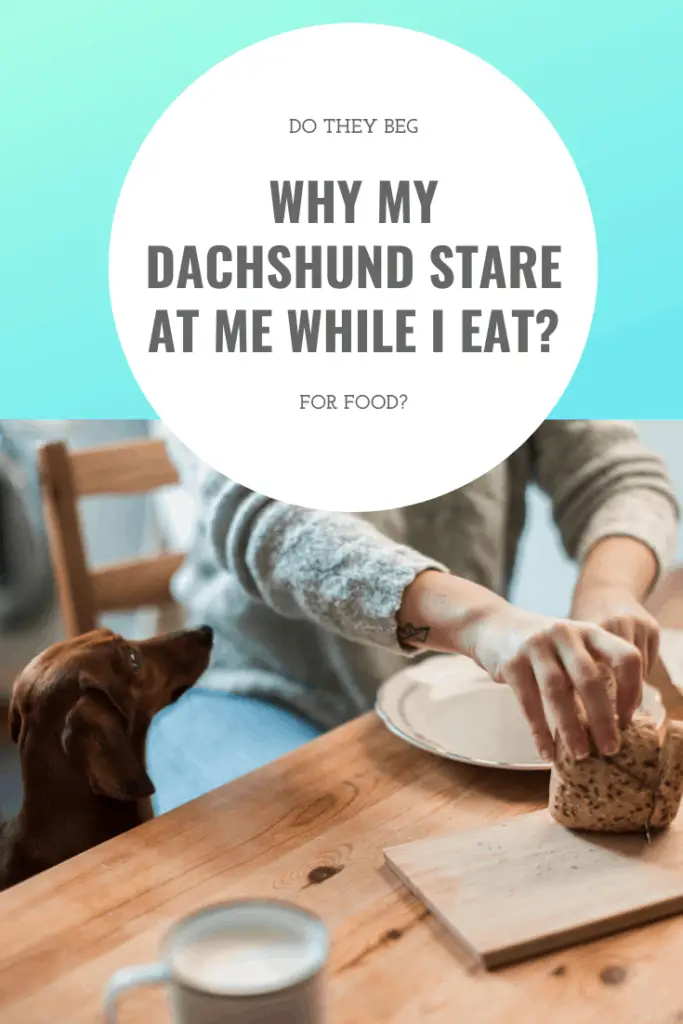 Why My Dachshund Stare At Me While I Eat?