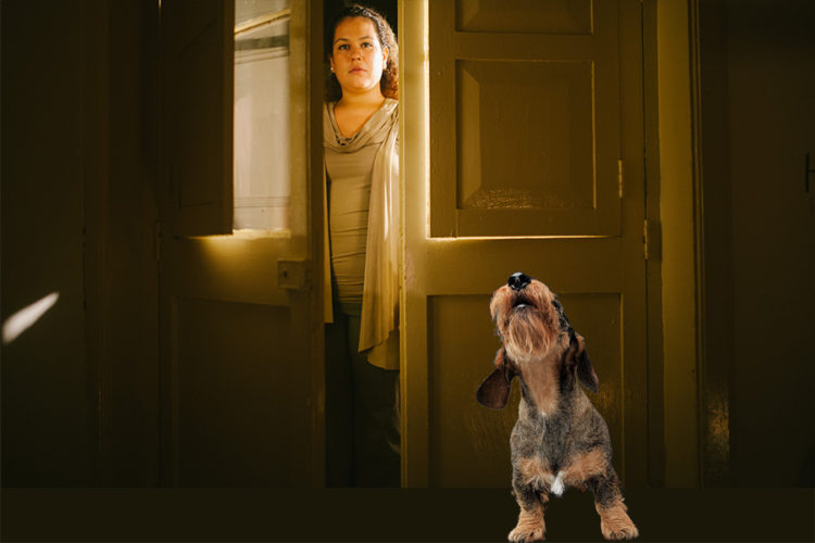 Why Do Dachshunds Bark At Night When There's Nothing Going On?