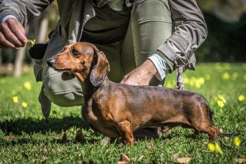 Why Do Dachshunds Have Big Chests?
