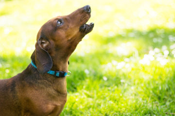 Why Do Dachshunds Howl?