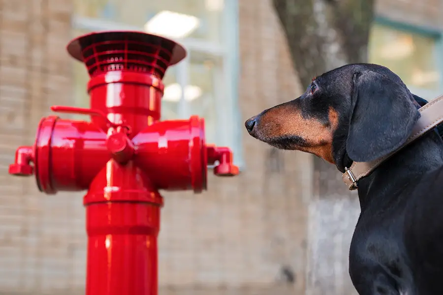 How Many Times A Day Should A Dachshund Poop? - Floppy The Dachshund