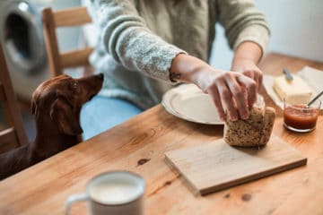 Why Does My Dog Stare At Me While I Eat?