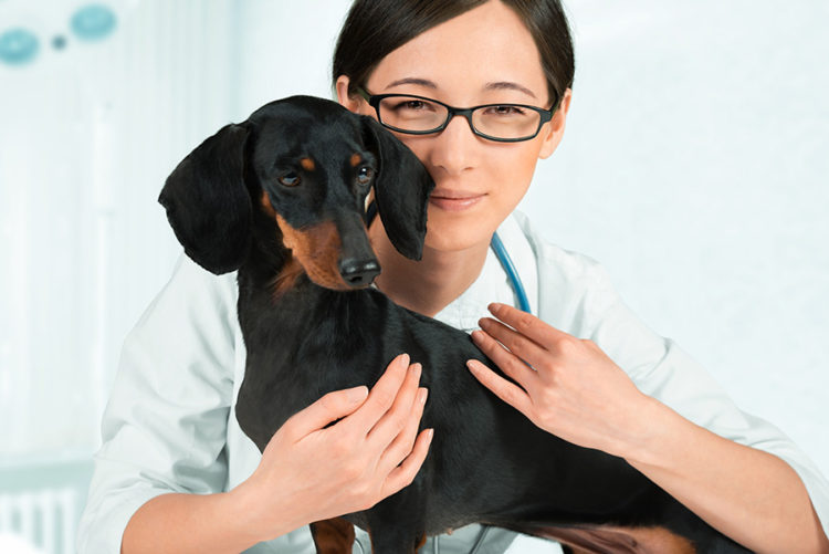 Why Does My Dog’s Vomit Smell Like Poop?