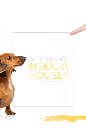 why do dogs pee inside the house