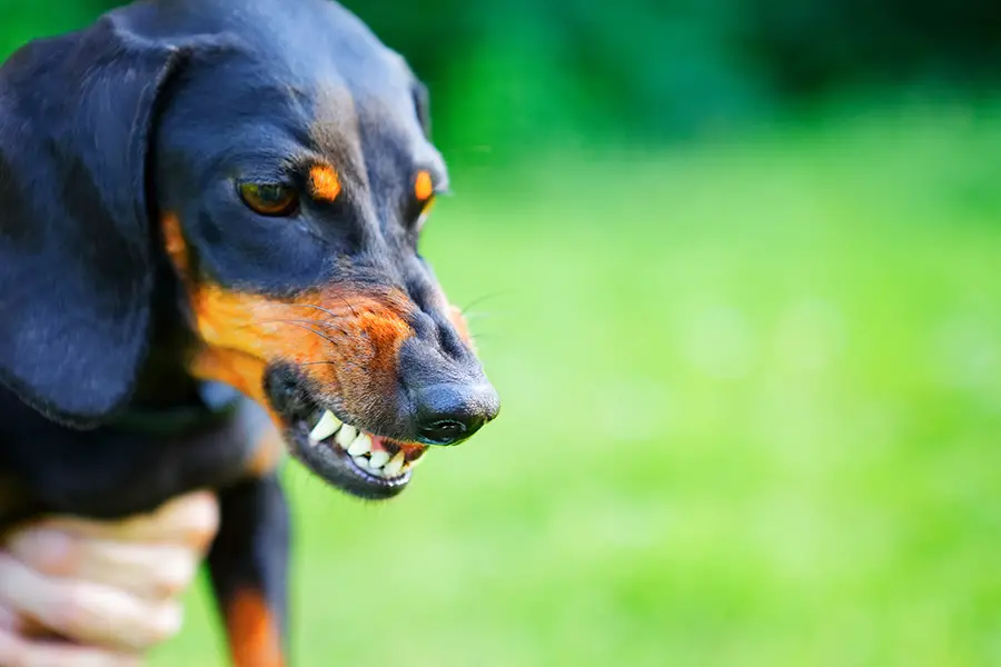 dachshund aggressive toward strangers