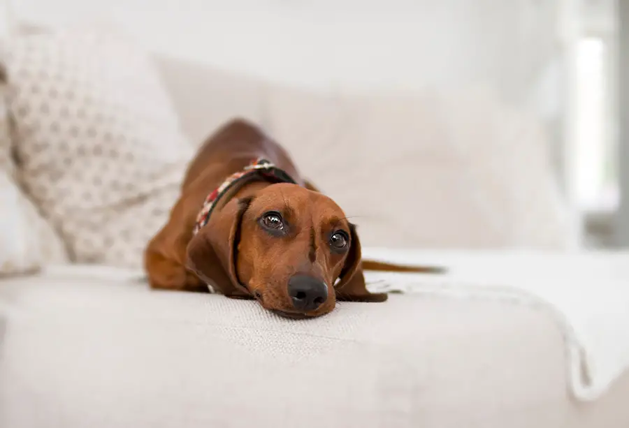 Why My Dachshund Stare At Me Constantly?