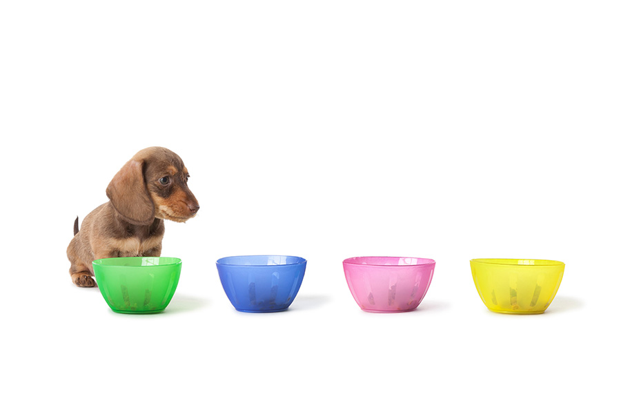 how to keep your dachshund's coat shiny?