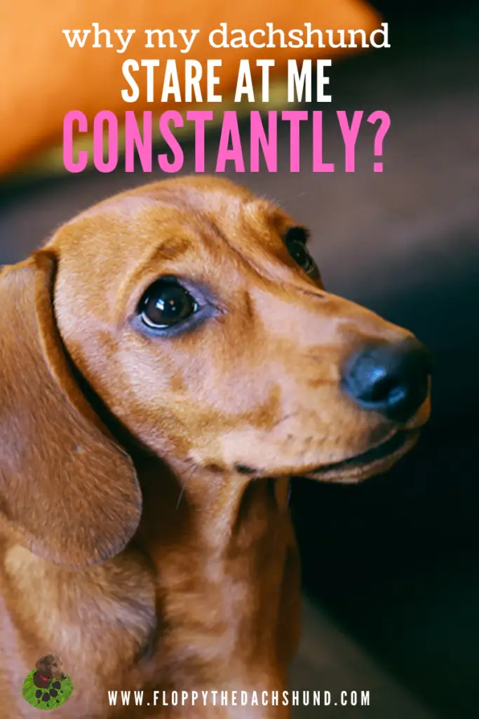 Why My Dachshund Stare At Me Constantly?