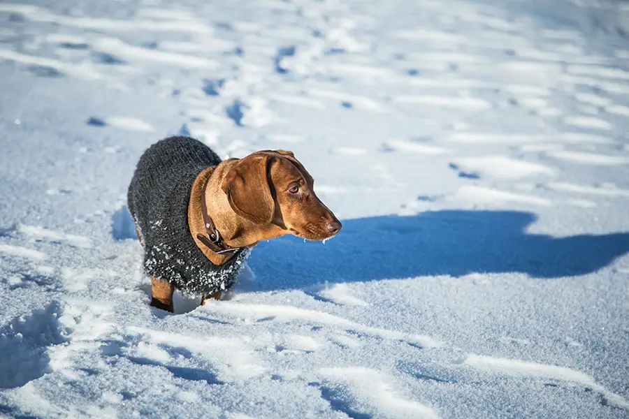 Are Dachshunds Cold-Natured?