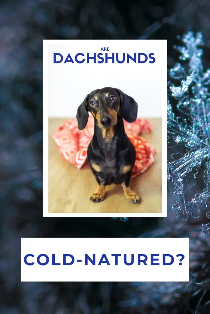 Are Dachshunds Cold-Natured?