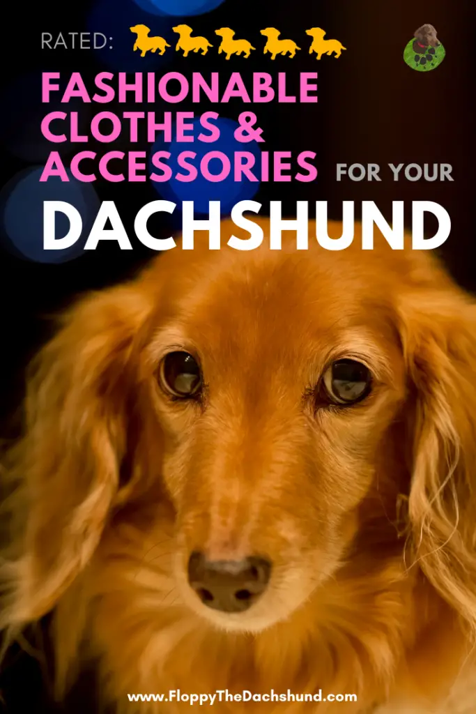 Fashionable Clothes And Accessories For Your Dachshund