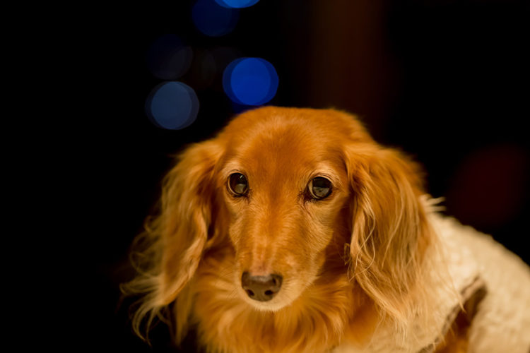 Fashionable Clothes And Accessories For Your Dachshund