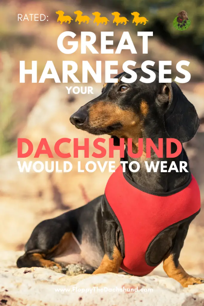 Great Harnesses Your Dachshund Would Love To Wear
