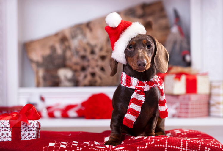 What Are Best Christmas Gifts For Your Dachshund?
