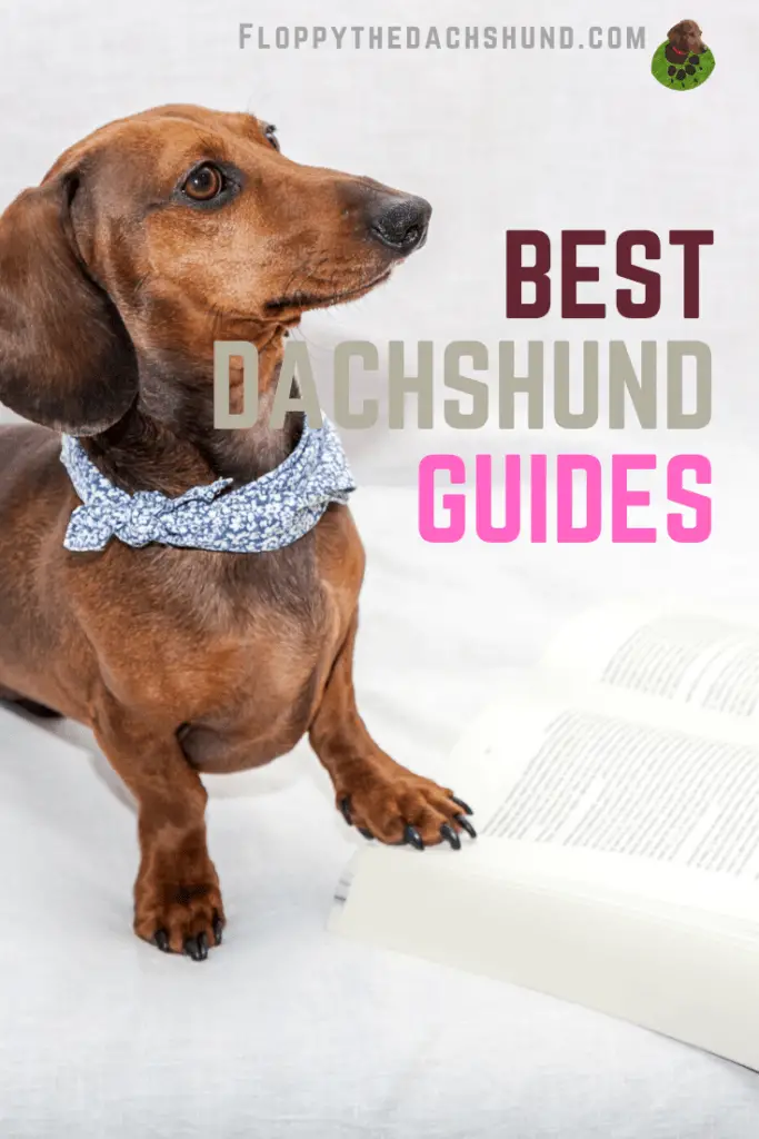 Do You Know About These Best Dachshund Guides?