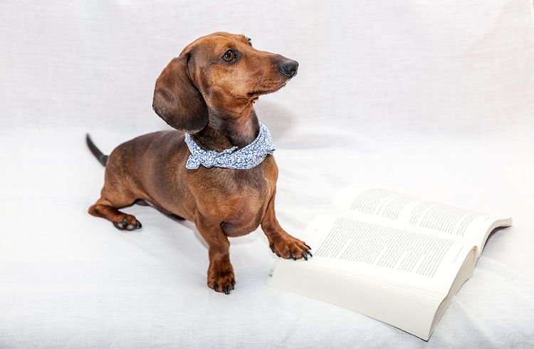 Do You Know About These Best Dachshund Guides?