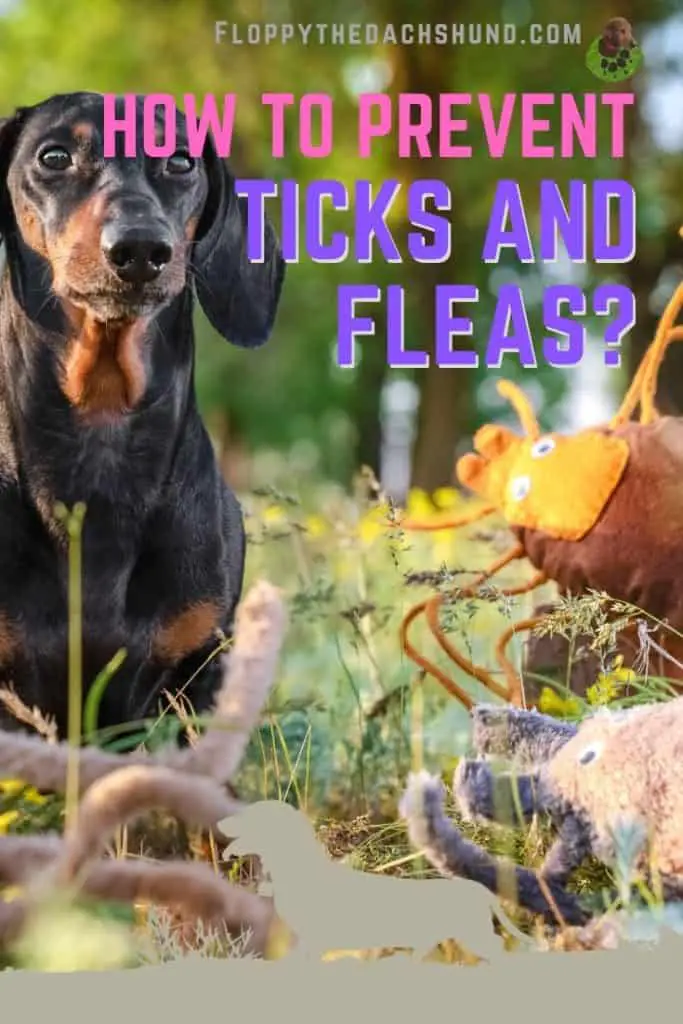 How to prevent ticks and fleas?