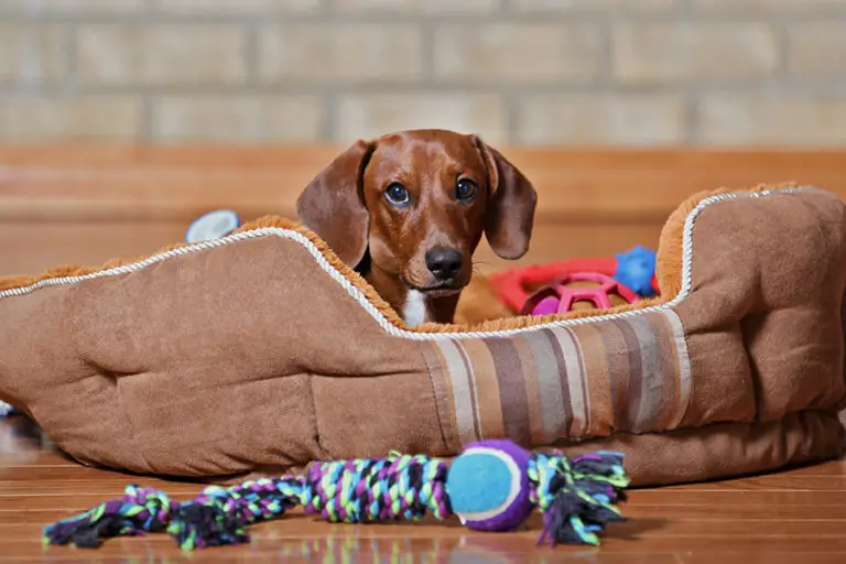 are-wool-toys-safe-for-dogs-floppy-the-dachshund