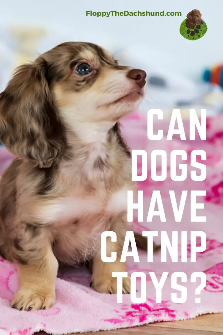 catnip toys for dogs