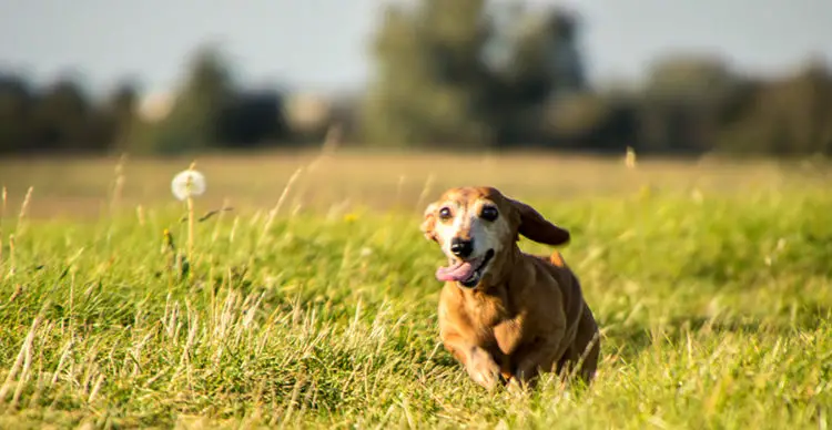 dogs and catnip toys