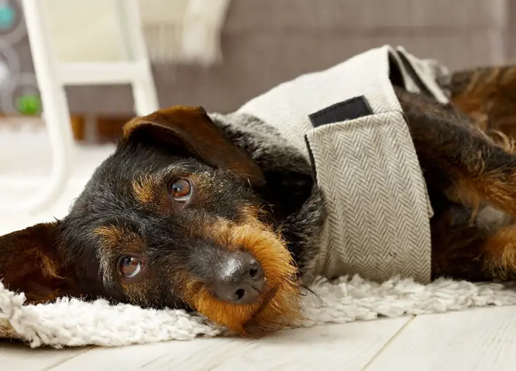 What Happens If You Don’t Walk Your Dog? - Floppy The Dachshund