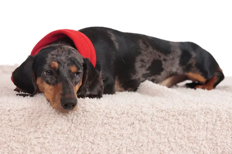 What Happens If You Don’t Walk Your Dog? - Floppy The Dachshund