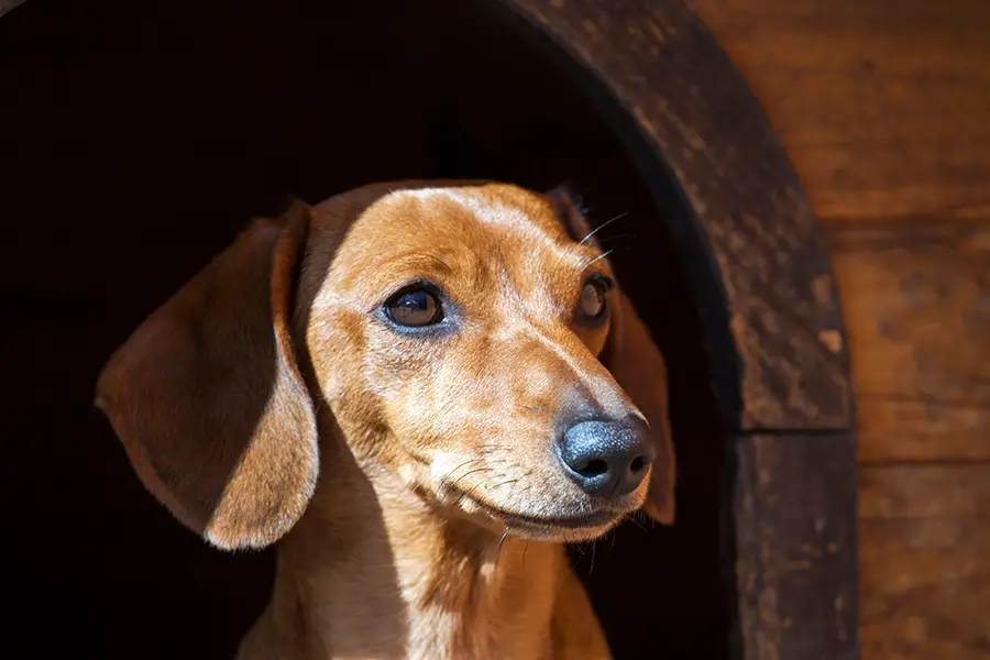 What Happens If You Don’t Walk Your Dog? - Floppy The Dachshund