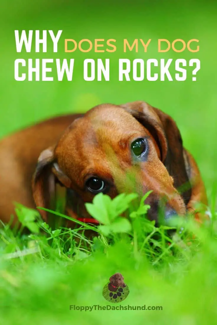 Why Does My Dog Chew On Rocks – Floppy The Dachshund