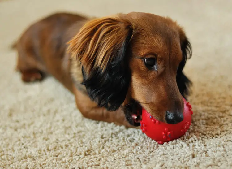 Are Squeaky Toys Bad For Dogs? - Floppy The Dachshund