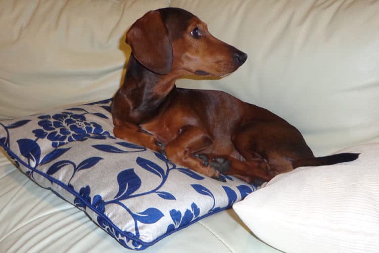 Floppy The Dachshund