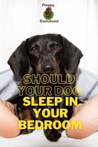 should you let puppies sleep in your bed